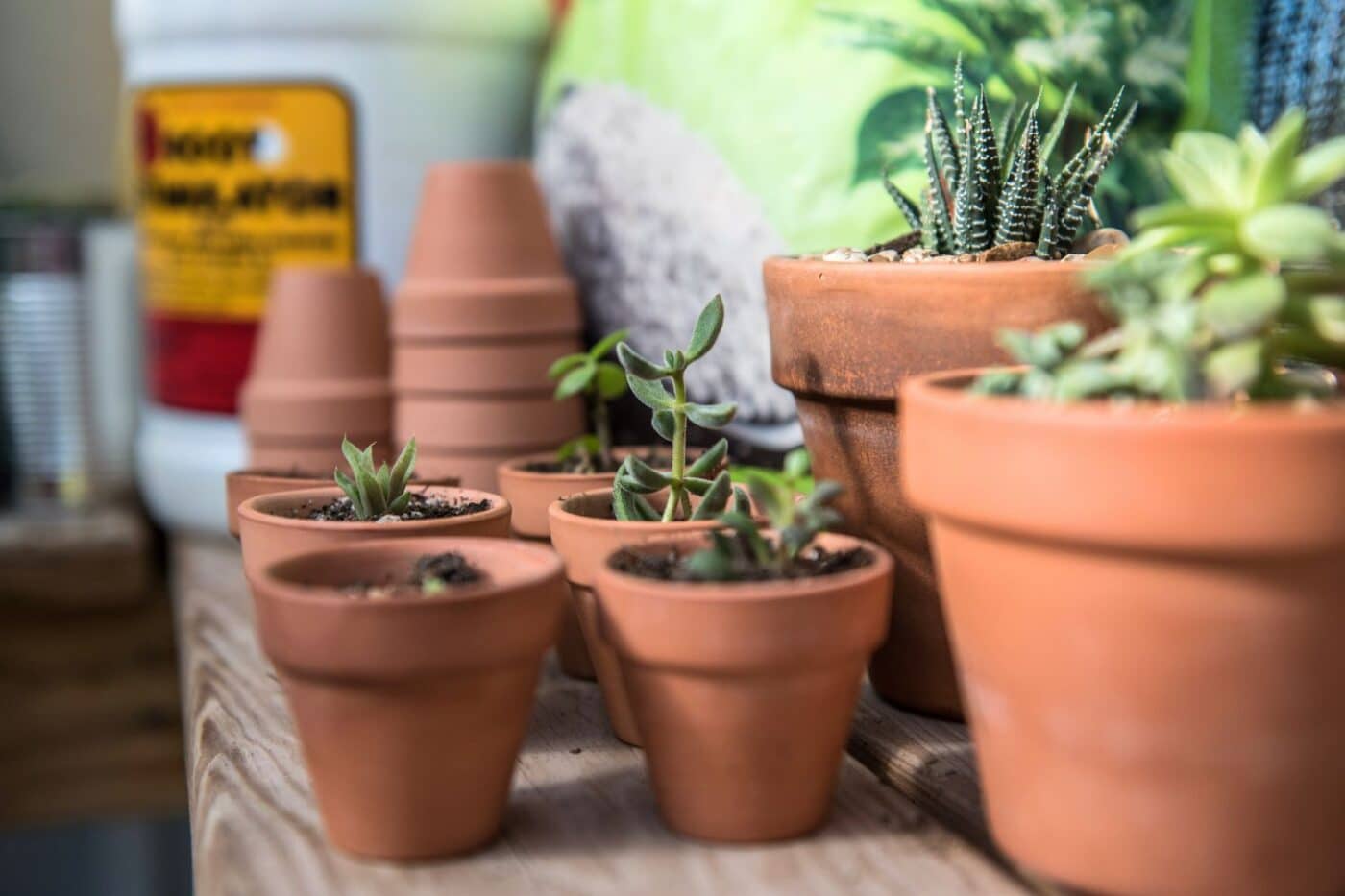 test and prepare greenhouse maintenance tips